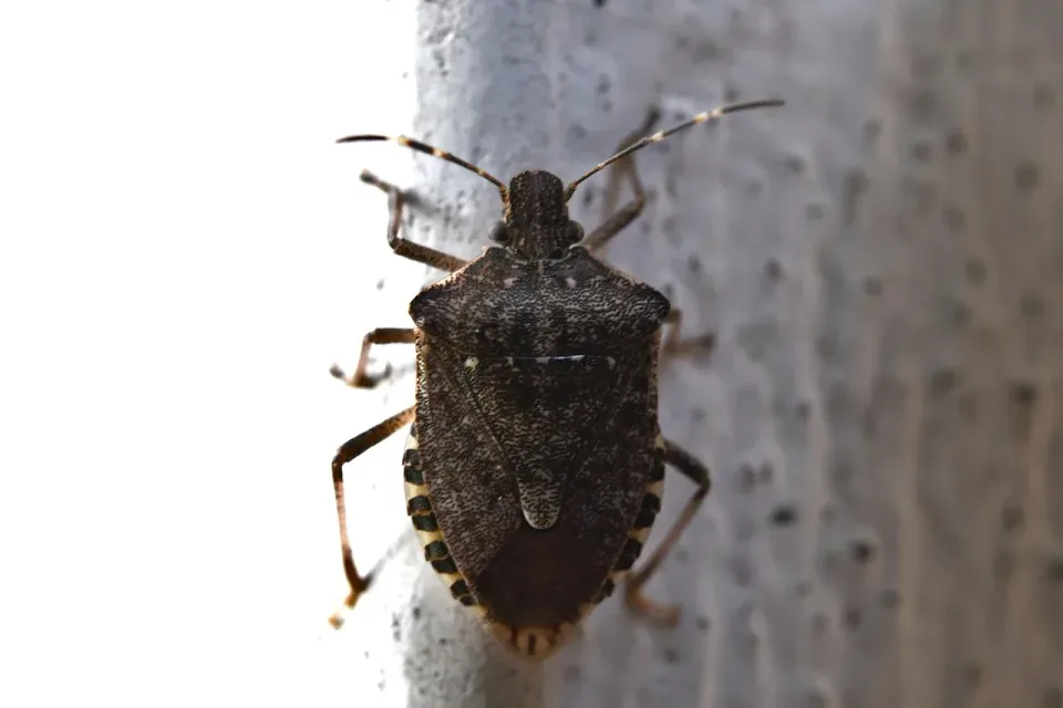 Stink Bug — Pest Control